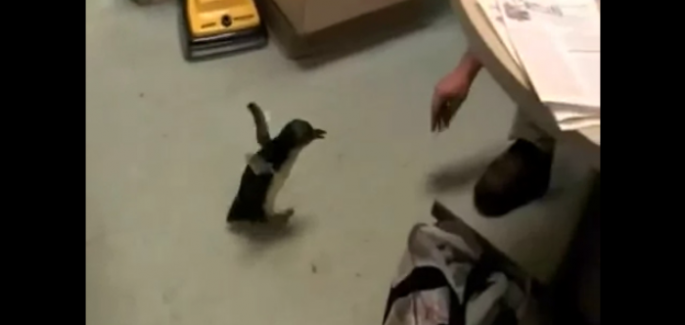 Um Pinguim rindo!